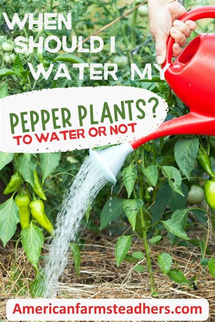 When should I water my trees