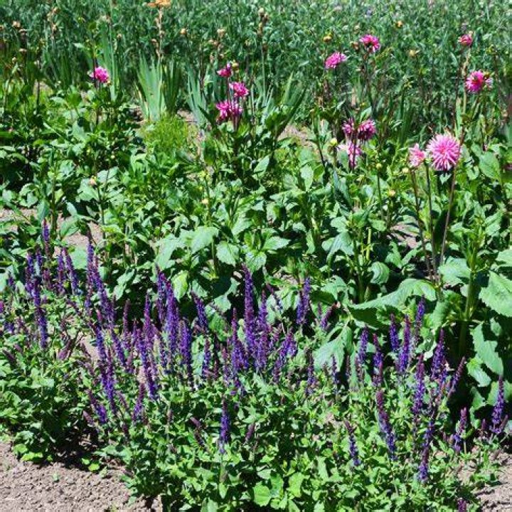 When should iris be cut back