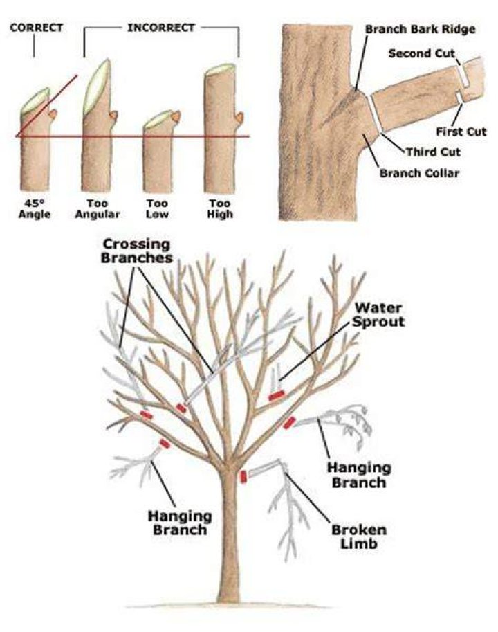 When should larch be pruned