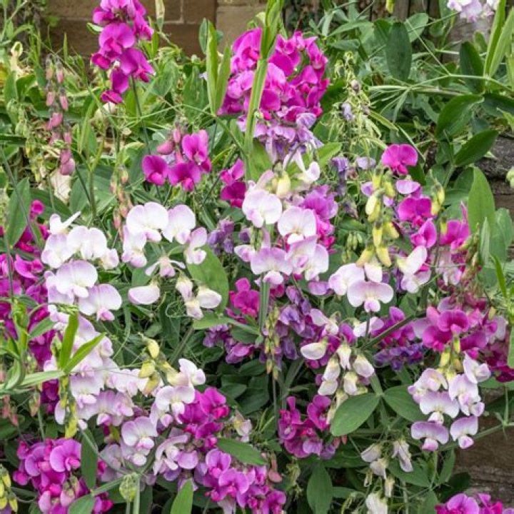 When Should Sweet Peas Flower