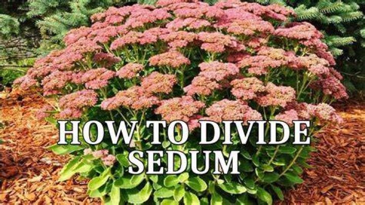 When should you divide sedum