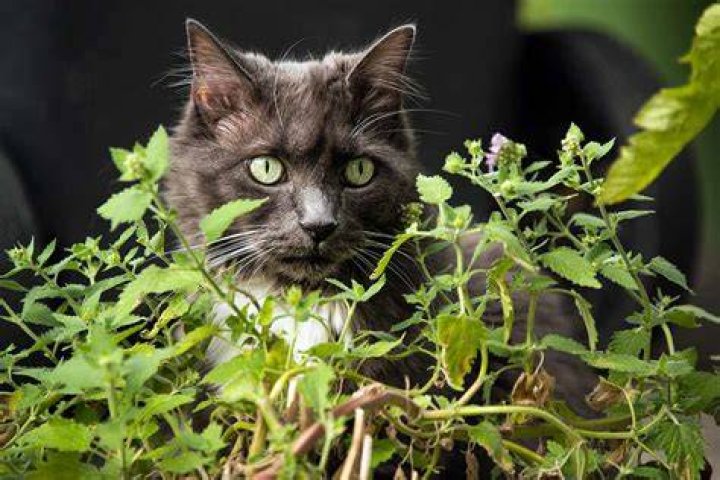 When should you plant catnip