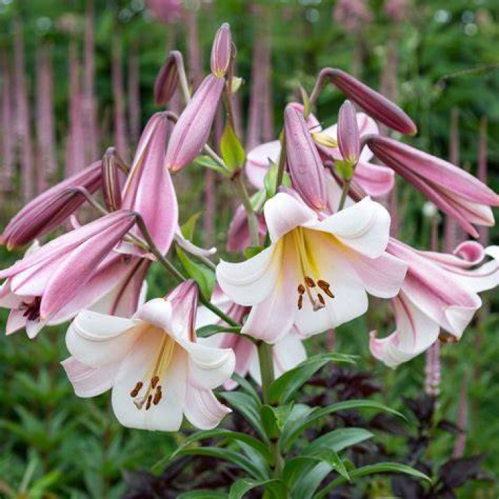 When should you split lilies