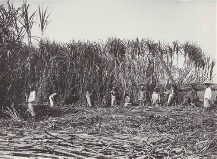 When was sugarcane invented