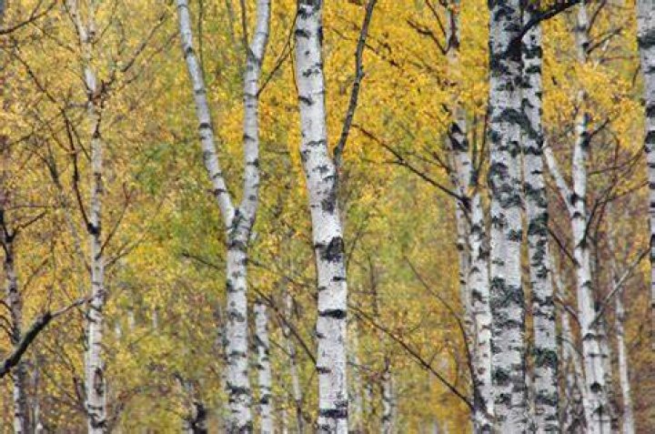 When was the birch outlawed