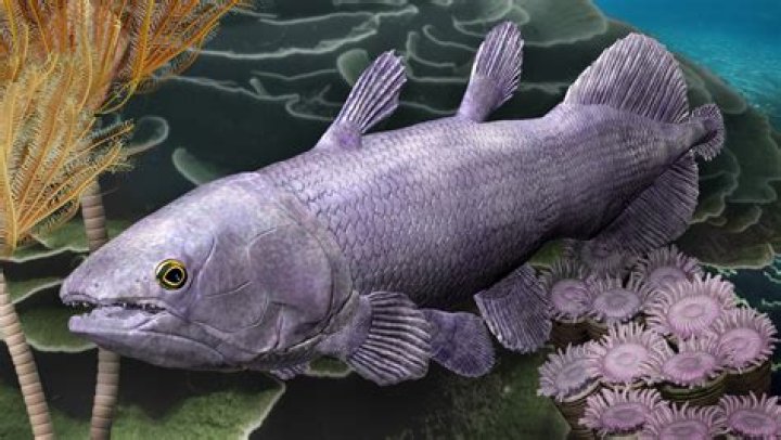 When was the first fish born