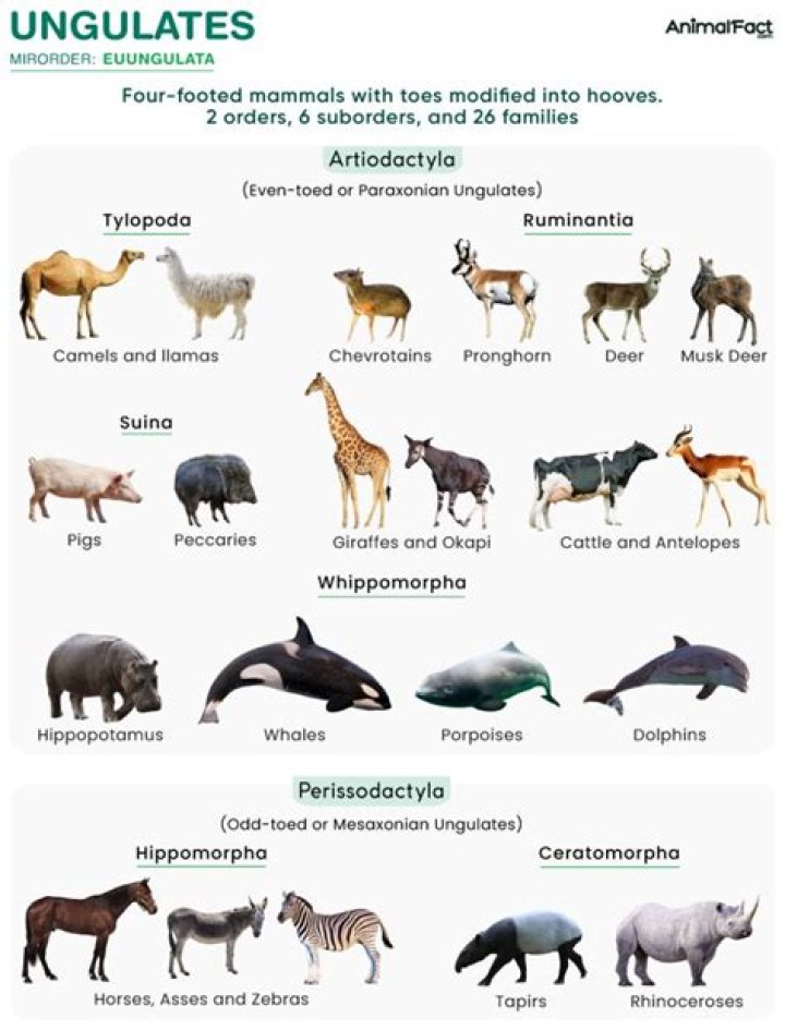 Where are Artiodactyla found