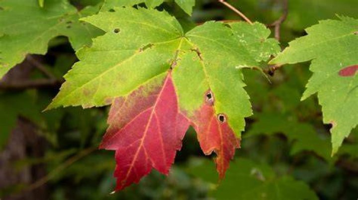 Where are black maples found