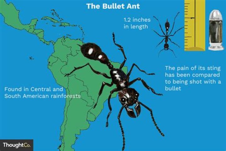 Where are bullet ants found