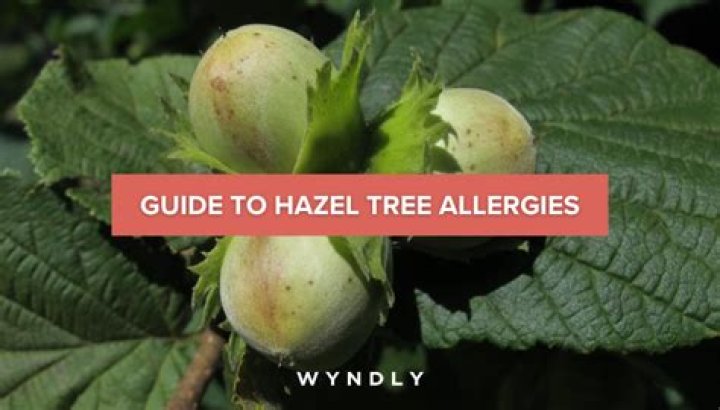 Where are hazel trees found
