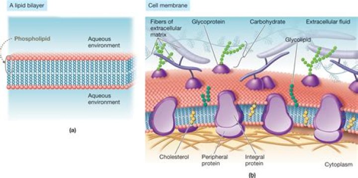 Where are membranes produced