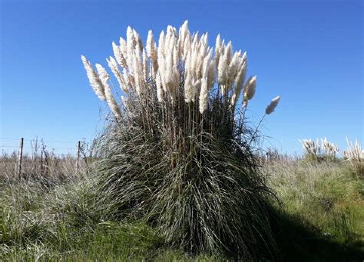 Where are pampas grass found
