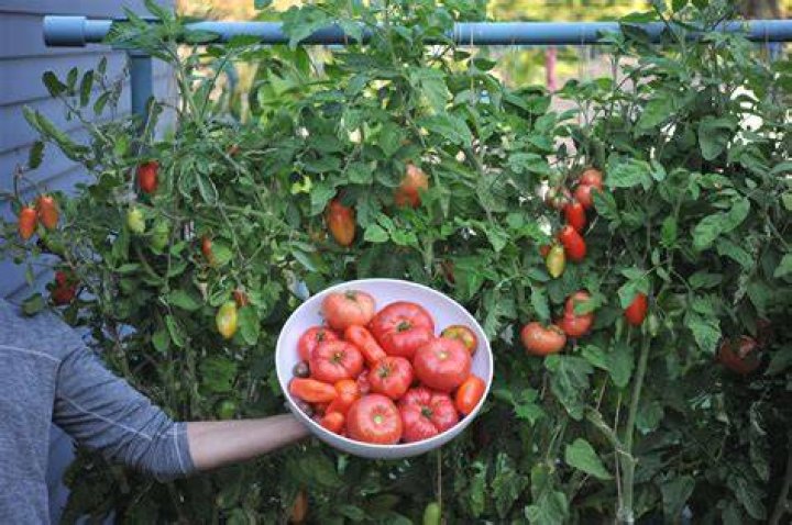 Where are Pomi tomatoes from