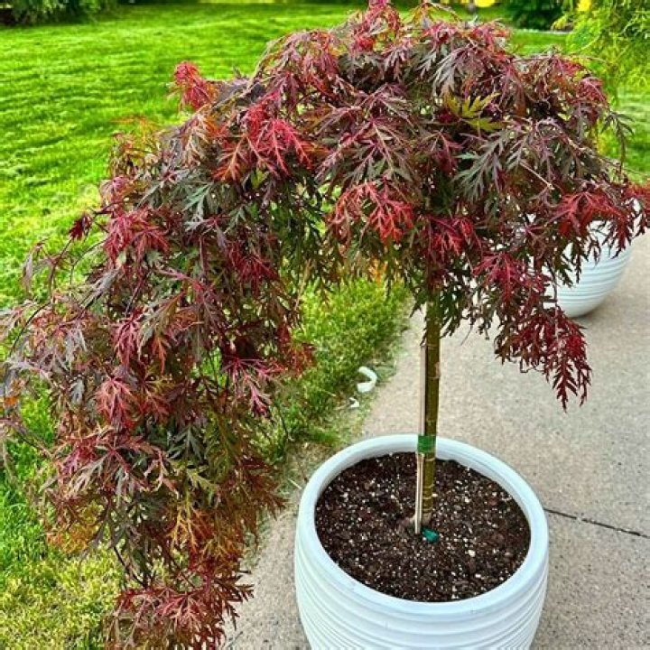 Where are sugar maples found