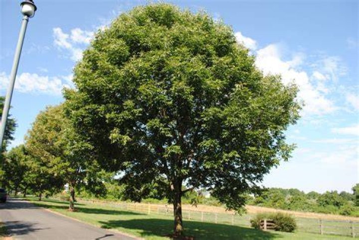 Where are white ash trees found