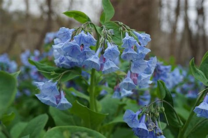 Where can bluebells be found