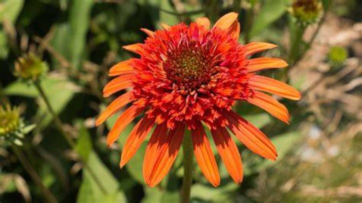 Where can Echinacea be found