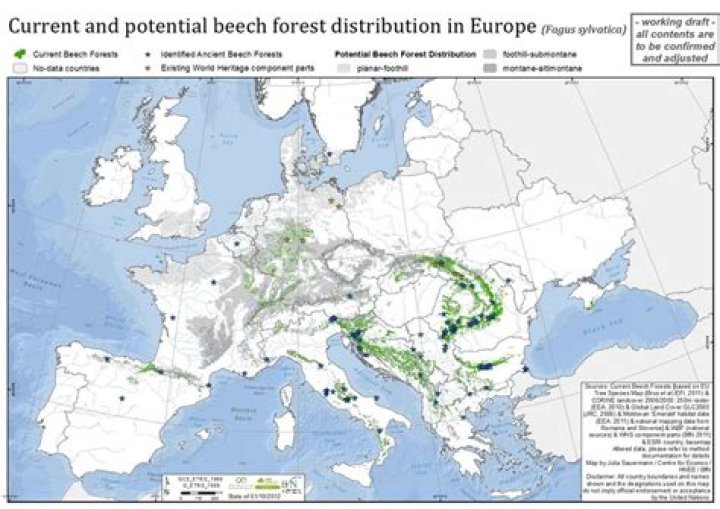 Where can I find beech trees
