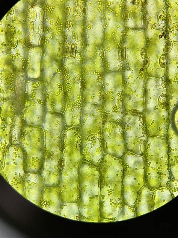 Where can I find Elodea leaf