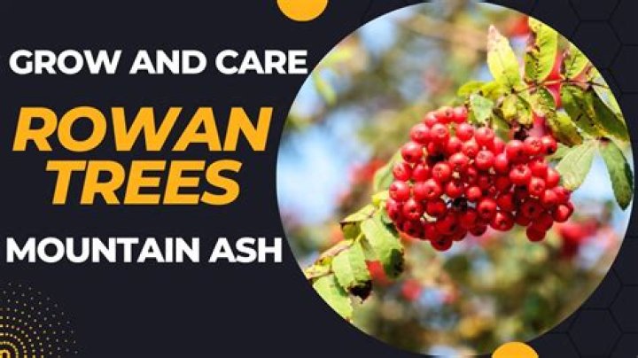 Where can I find Rowan trees
