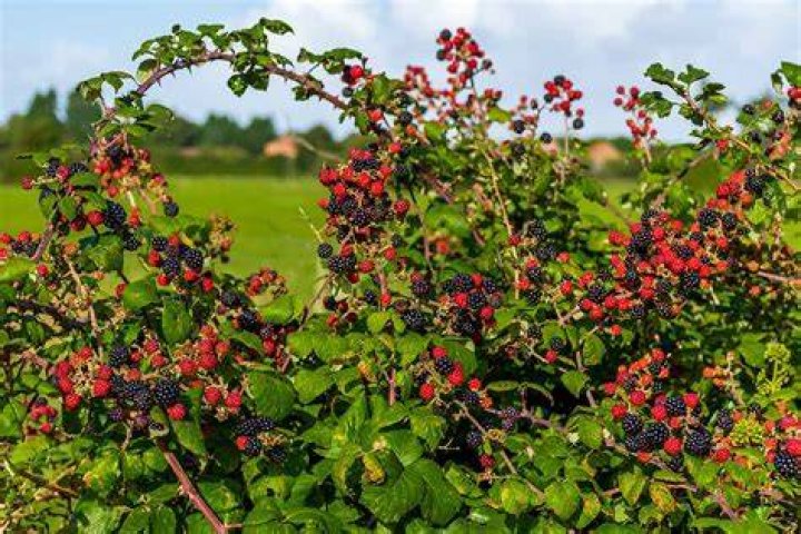 Where can I get blackberries