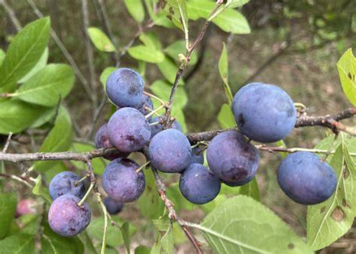 Where can I pick beach plums