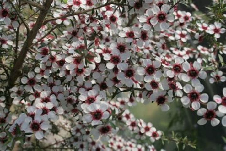 Where can manuka trees grow