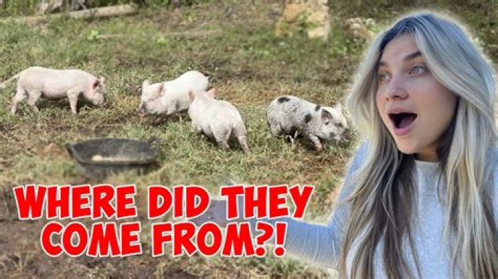 Where did the pig come from