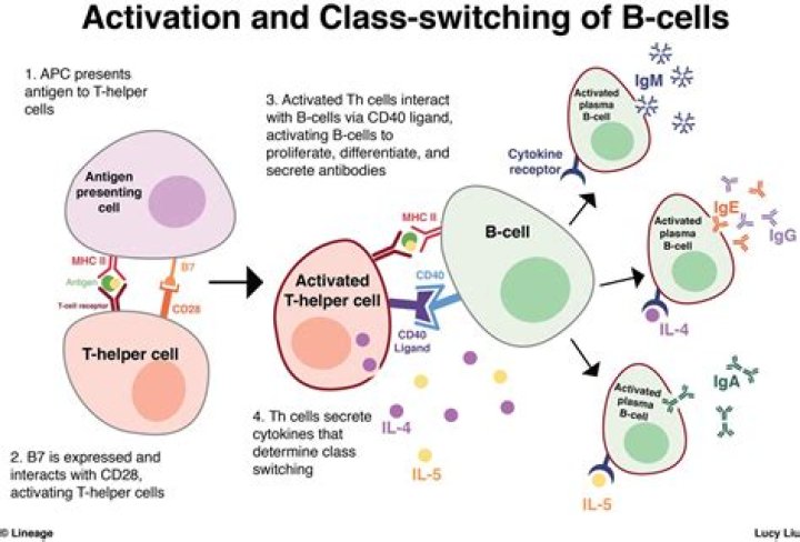 Where do B cells undergo class switching