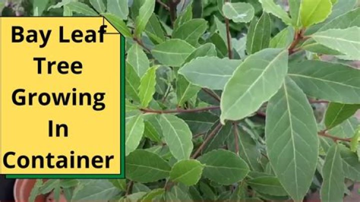 Where do bay trees originate