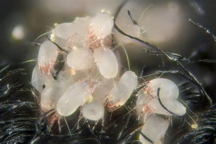 Where do bed mites come from