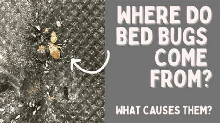 Where do Bess bugs come from