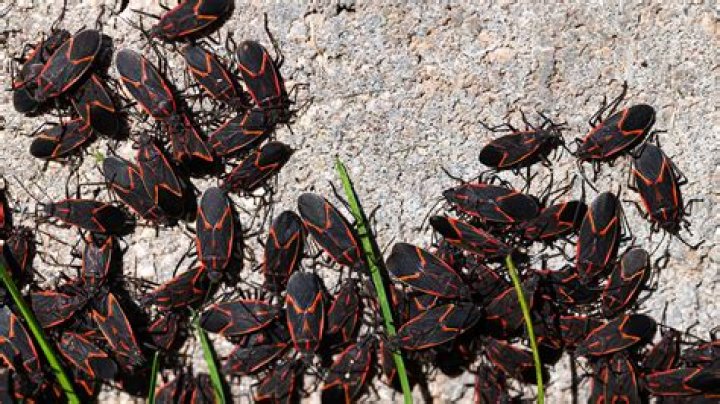 Where do boxelder bugs nest