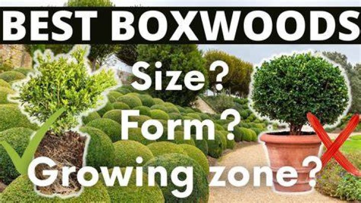 Where do boxwoods grow best