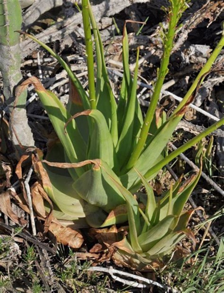 Where do Bulbine plants grow