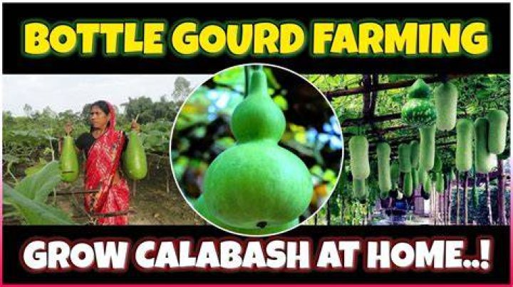 Where do calabash trees grow