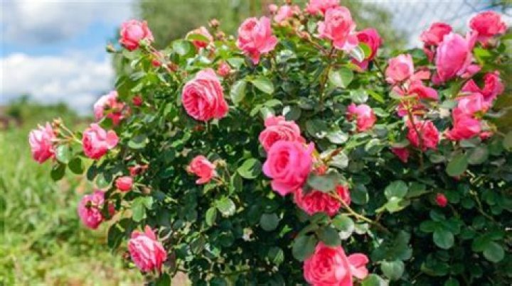 Where do climbing roses grow