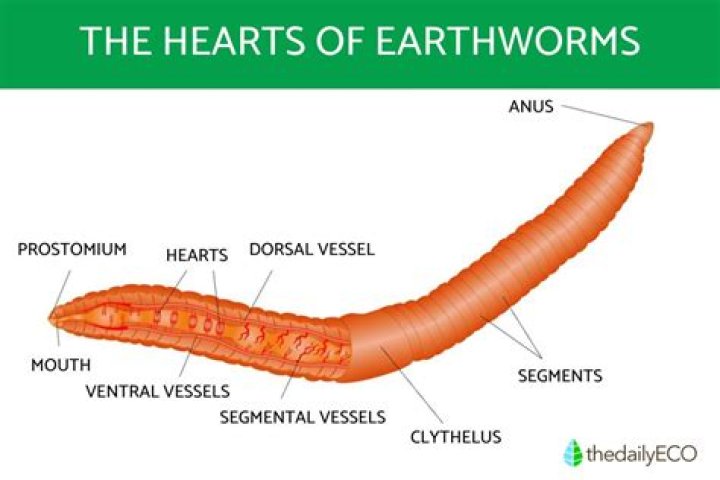 Where do dew worms come from