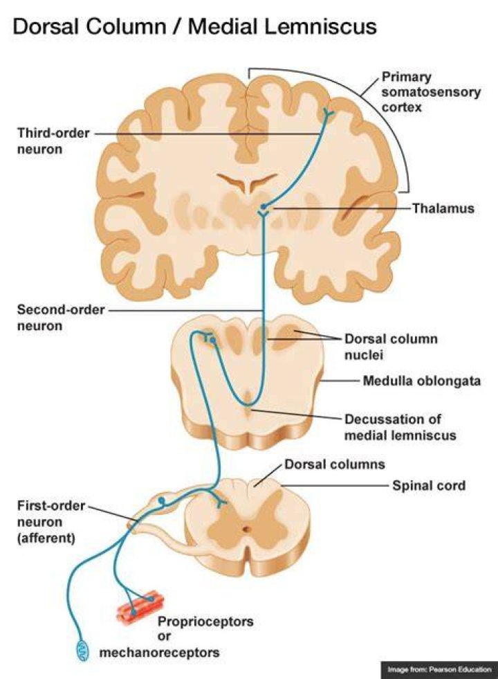 Where do dorsal columns end