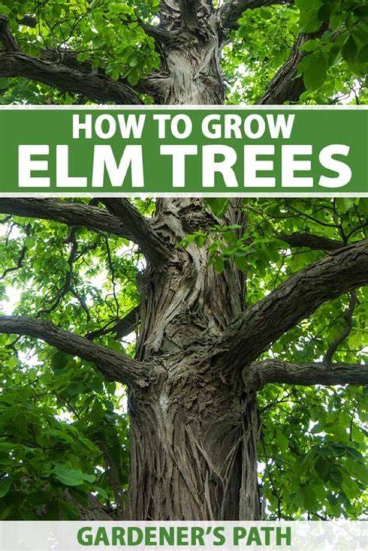 Where do elm trees grow best