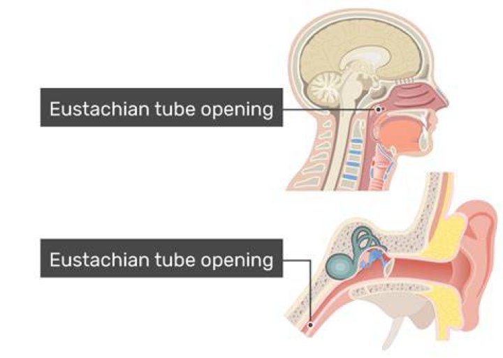 Where do eustachian tubes go