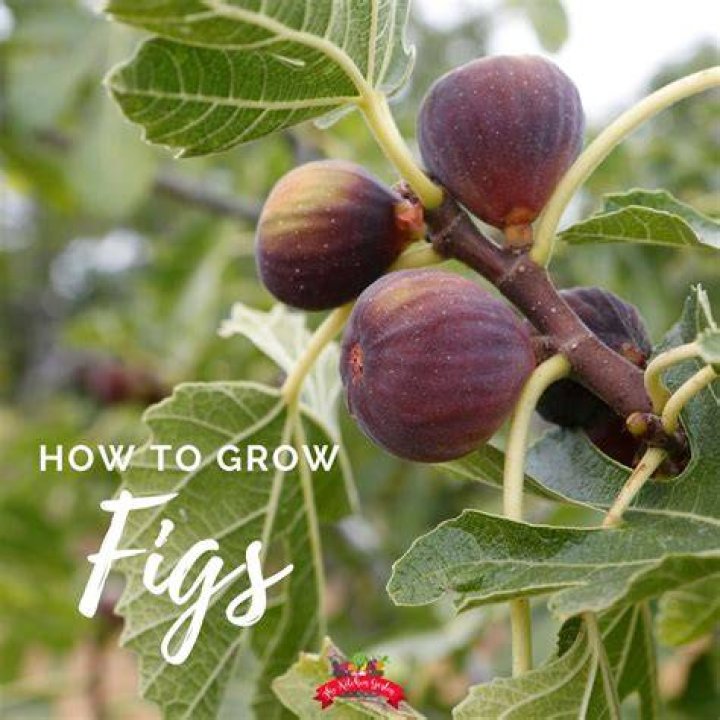 Where do figs grow in Italy