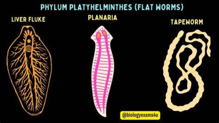 Where do flatworms come from