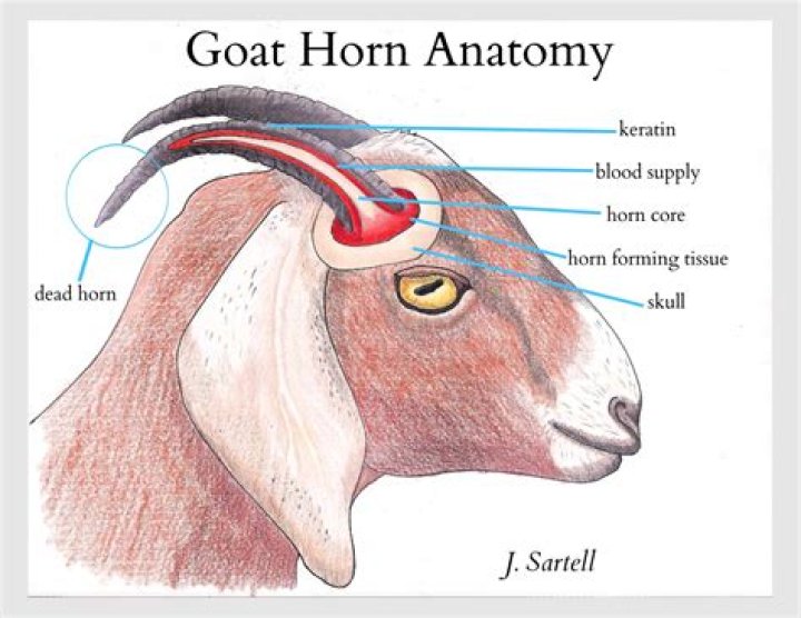 Where do goats get lice from