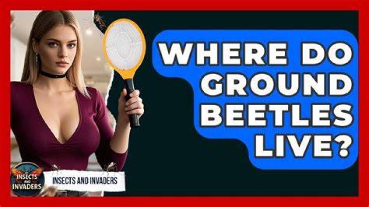 Where do ground beetles live