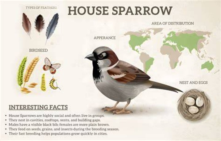 Where do house sparrows nest
