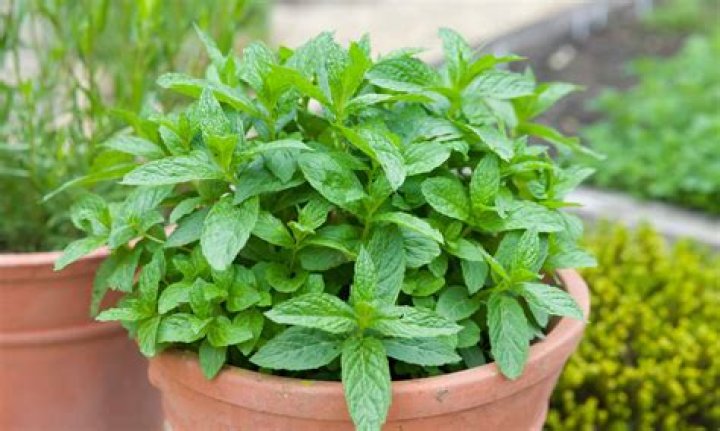 Where do I find mint leaves
