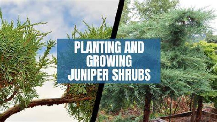 Where do junipers grow best