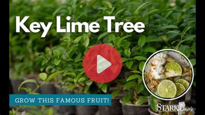 Where do Key Lime trees grow