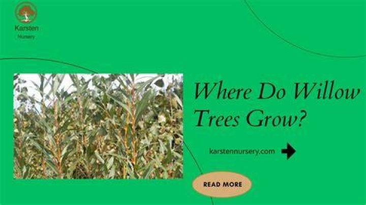 Where do Laburnum trees grow
